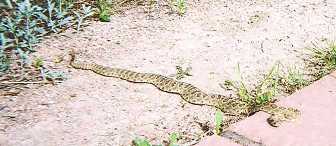 Rattlesnake near garden of the gods park by eskimo99