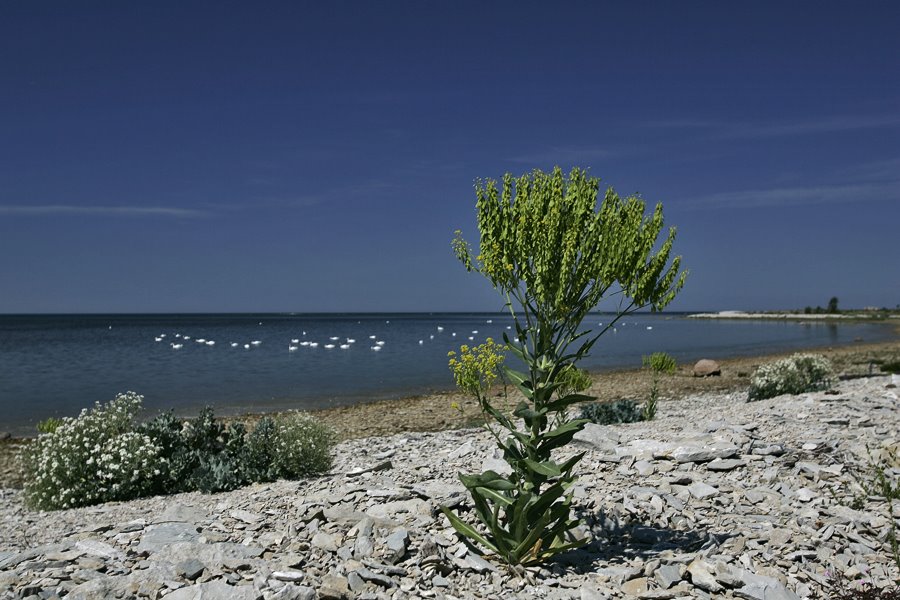 Saaremaa, Undva nina by Richard Simso