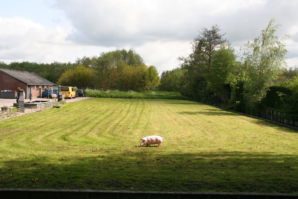 Maintenance-friendly pig; Utrecht Gageldijk. by Carl030nl