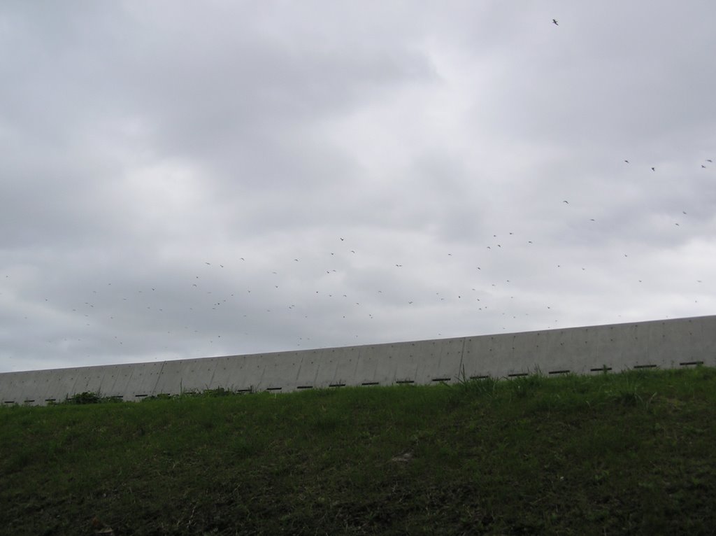 鳥の大群（Large cloud of birds,2007.07) by kaohiro