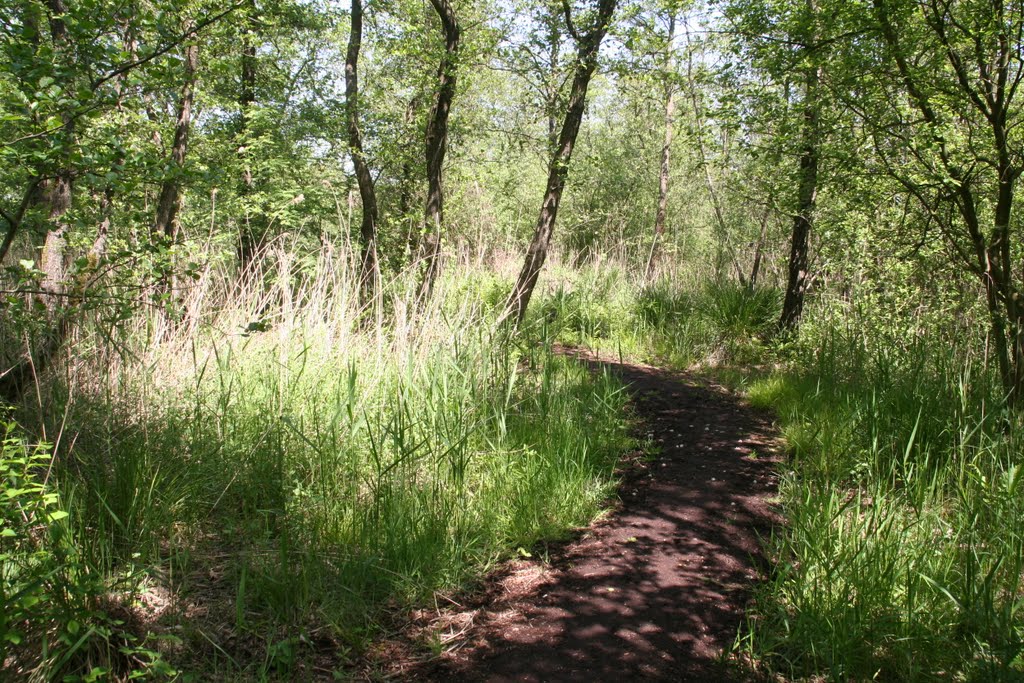 Zwarte zoddenpad in het groen by Carl030nl