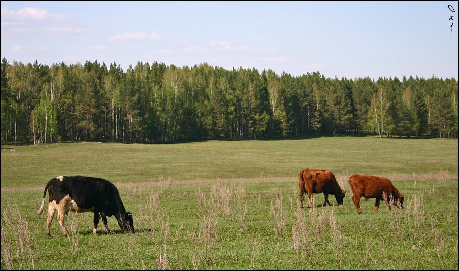 On meadow by OxyPhoto.ru - O x y