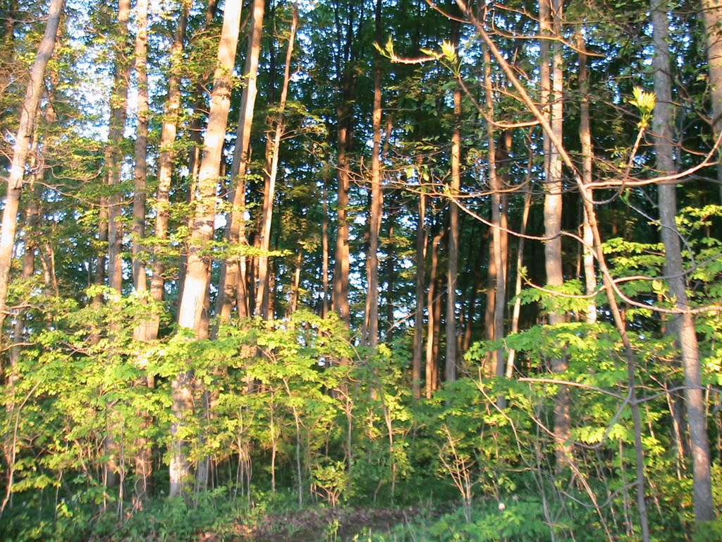 Sunshine in the forest by Bhapy Sun