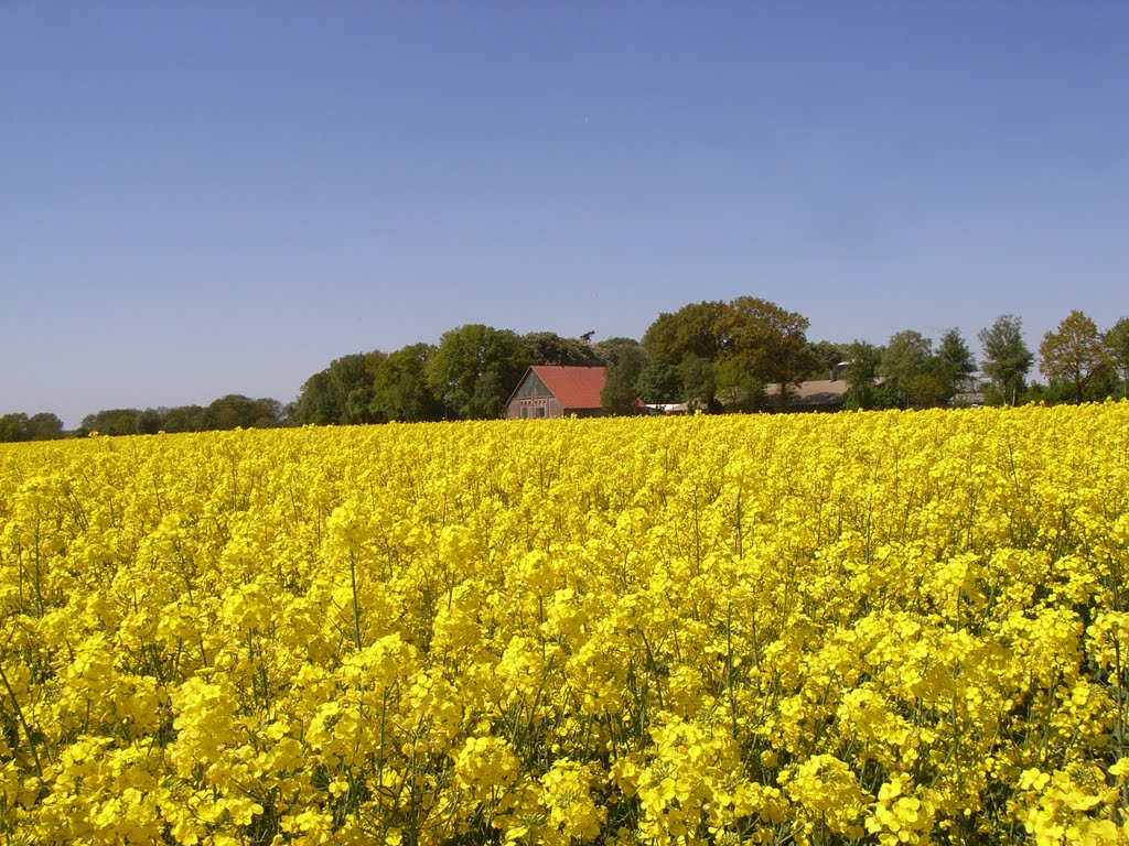 Am Rapsfeld by Bernd Tschackert