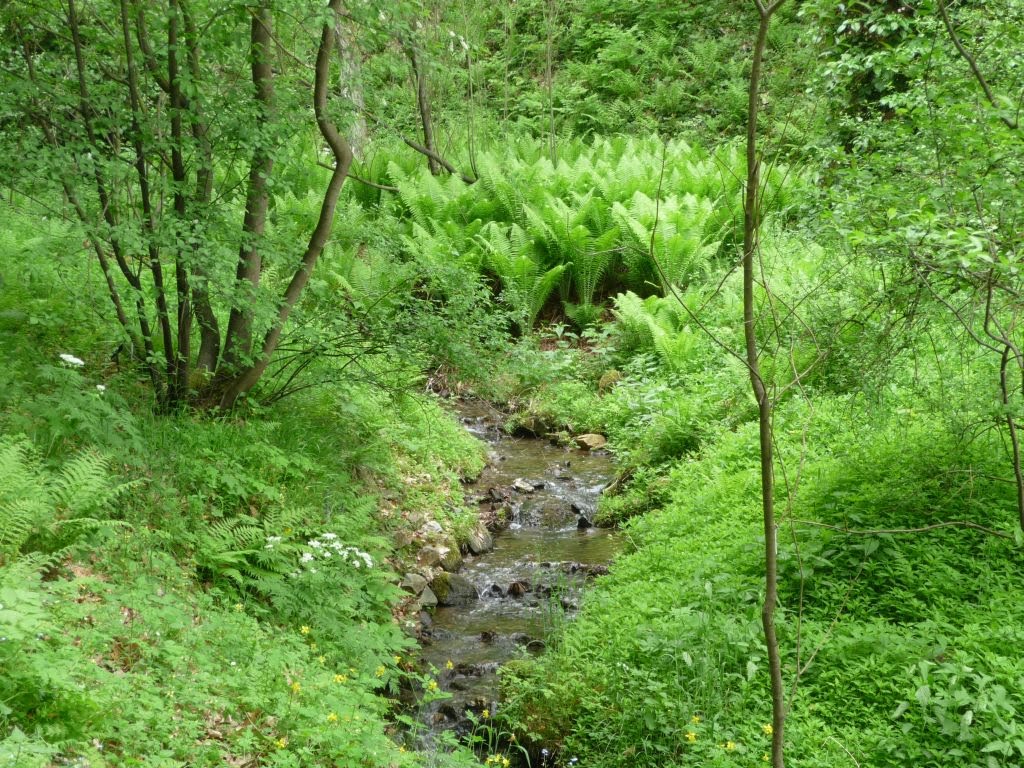 Tharandt - Bachlauf mit Farnen by der Machdeburjer