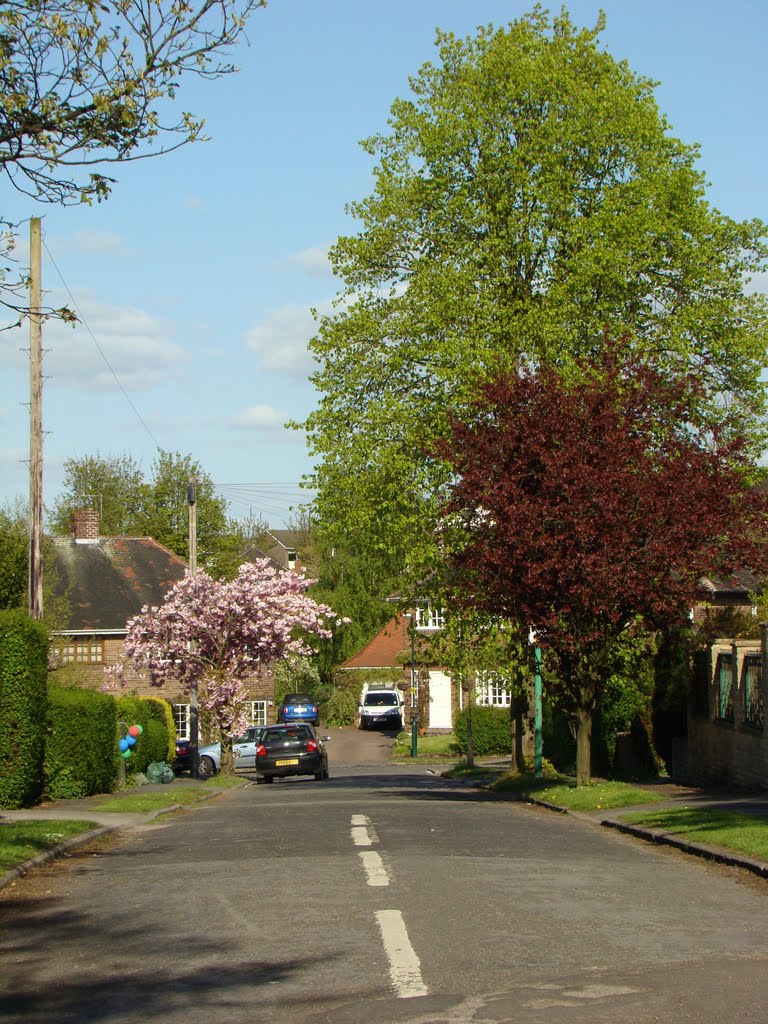 Moorbank Drive in spring, Sheffield S10 by sixxsix