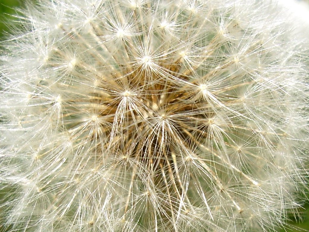 Jászkisér - Gyermekláncfű (Taraxacum officinale) 2. by vazulneni