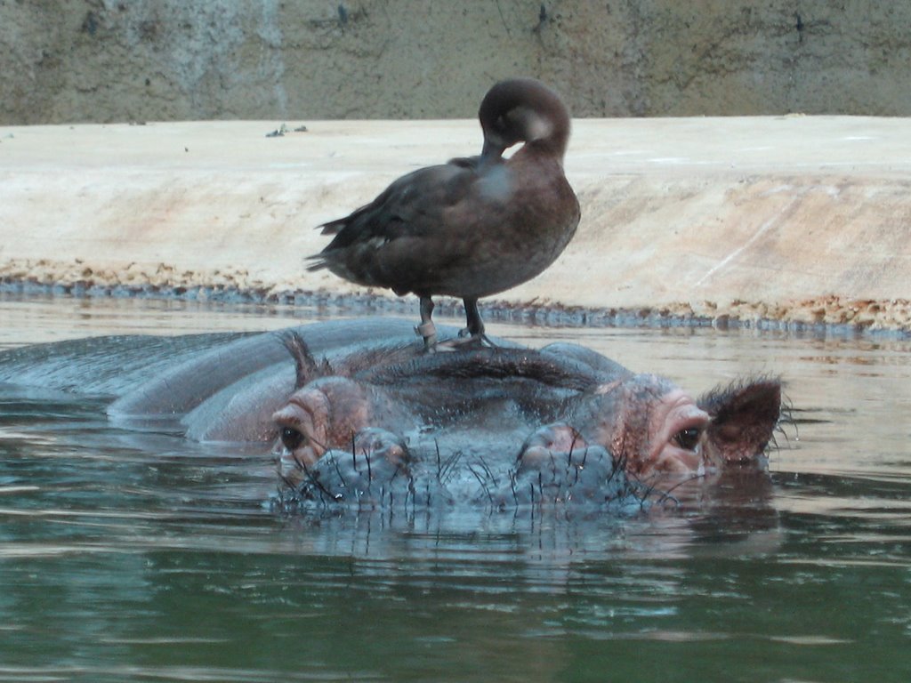 Flusspferd mit Ente by Gunar Wünsch