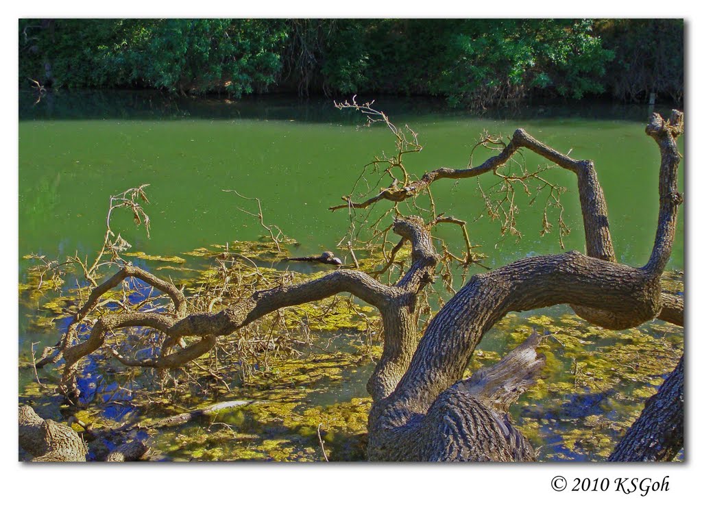 Turtles by K S Goh