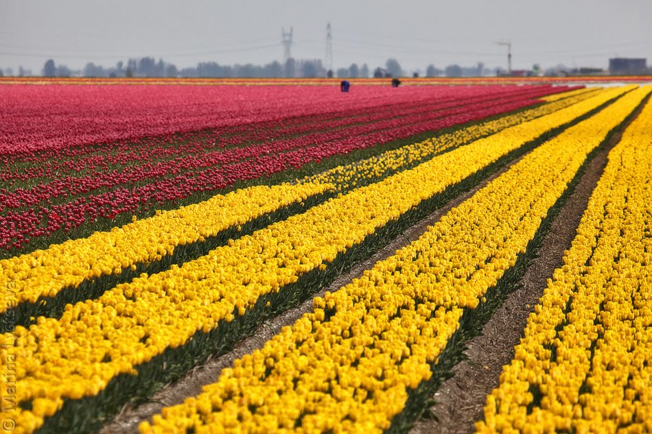 Red&Yellow by Marina Lystseva