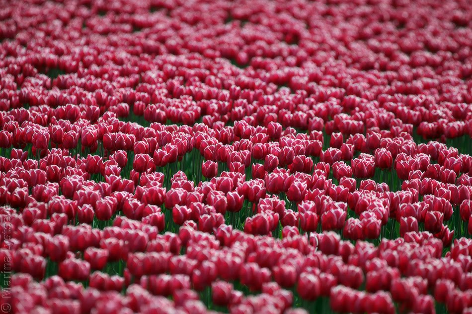 Red&White by Marina Lystseva