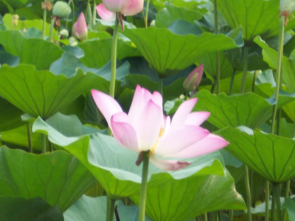 A lotus in summer palace by yuyif