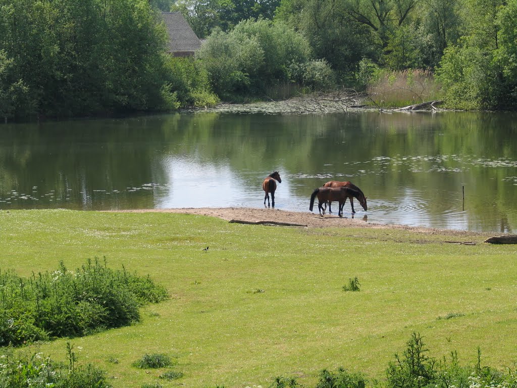 Rijpaarden aan het drinken bij het meertje aan de Huissensedijk temp. 26 gr. by Wil.Engbers