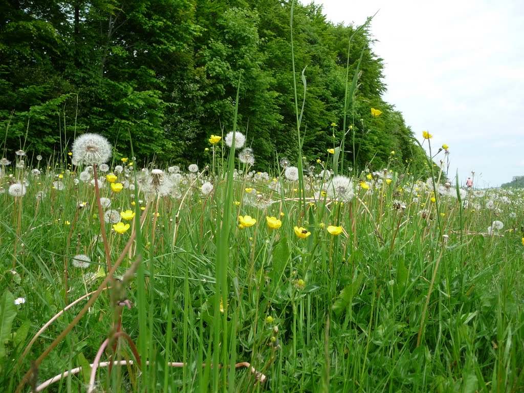 "Pusteblumen" am NOK by © by NilsJunge