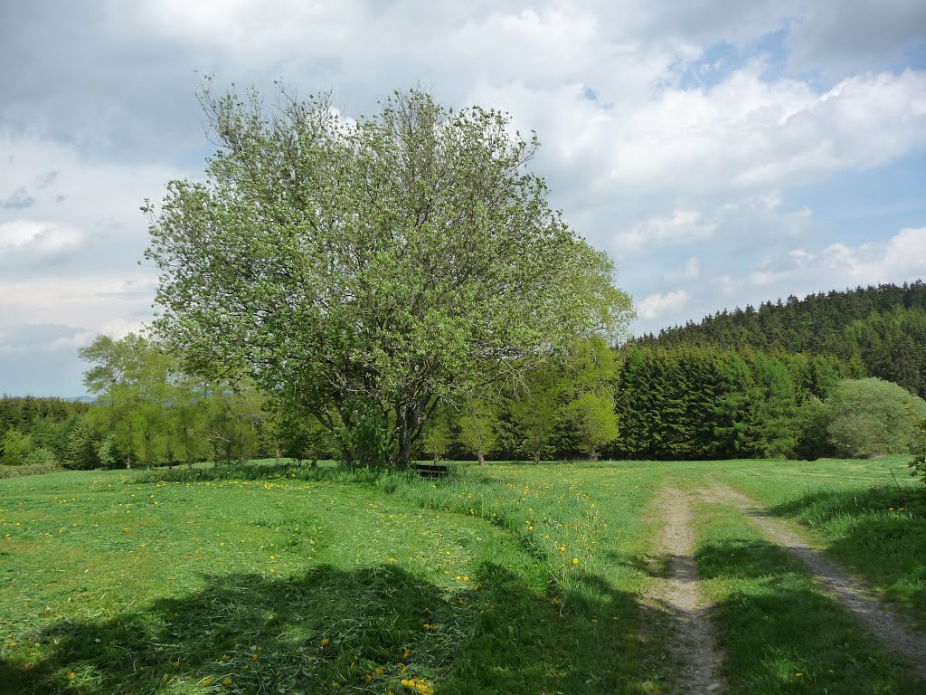 Östlich von Döbra by martin-r