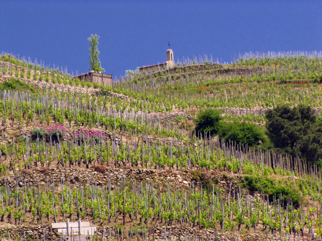 Coteaux de Tain l'Hermitage by Fernand Serpol