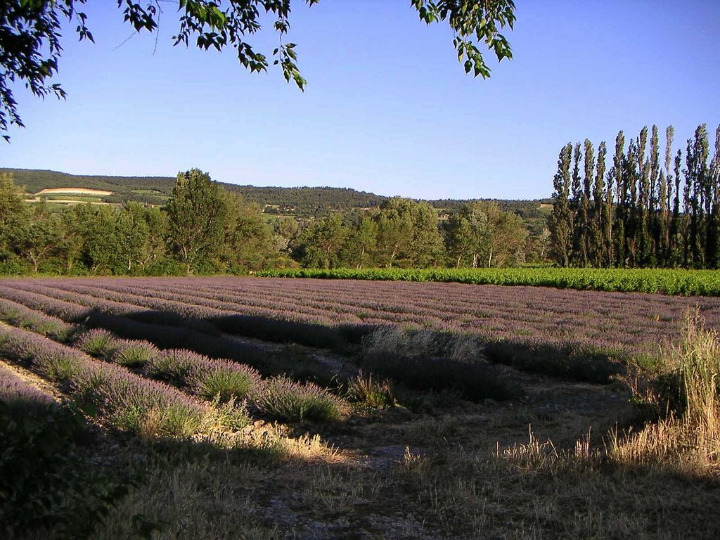 Lavendel in der Vaucluse; 2004 (fprinz.org) by Friederich Prinz