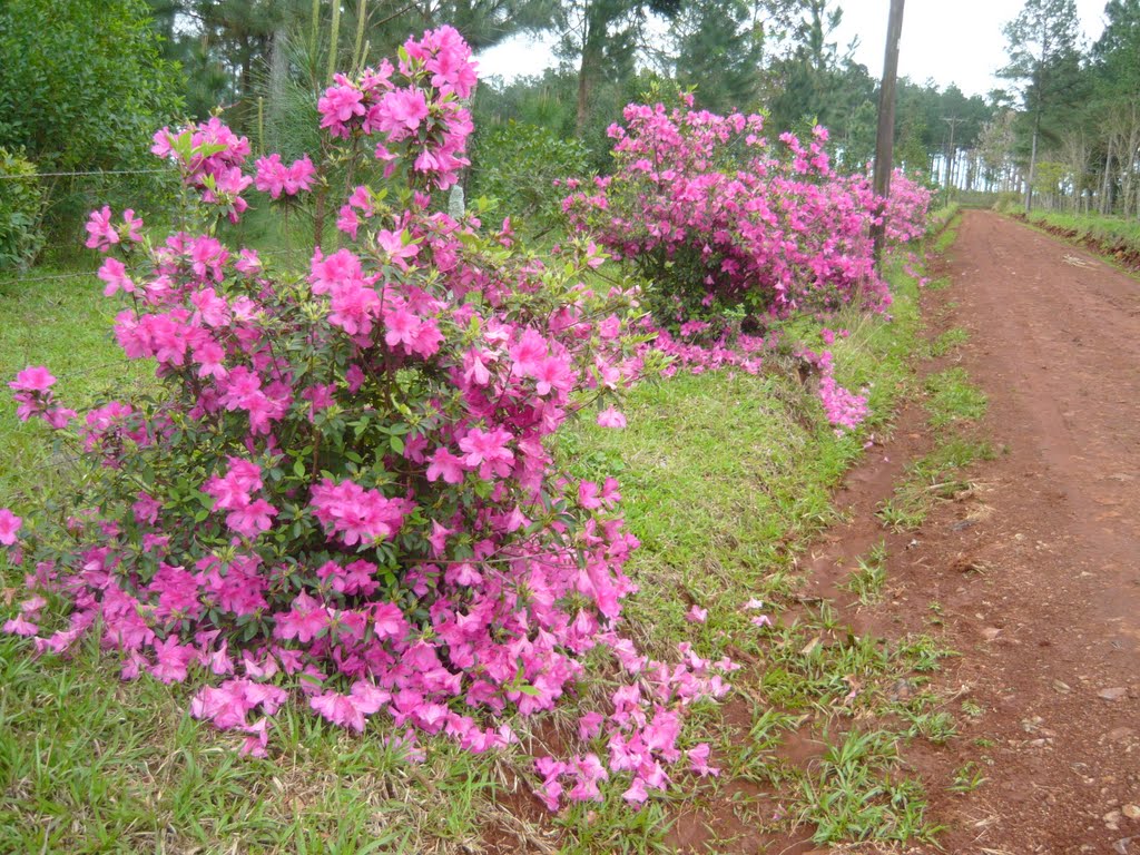 "Asaleas en Flor " by DESDE.CAPIOVI