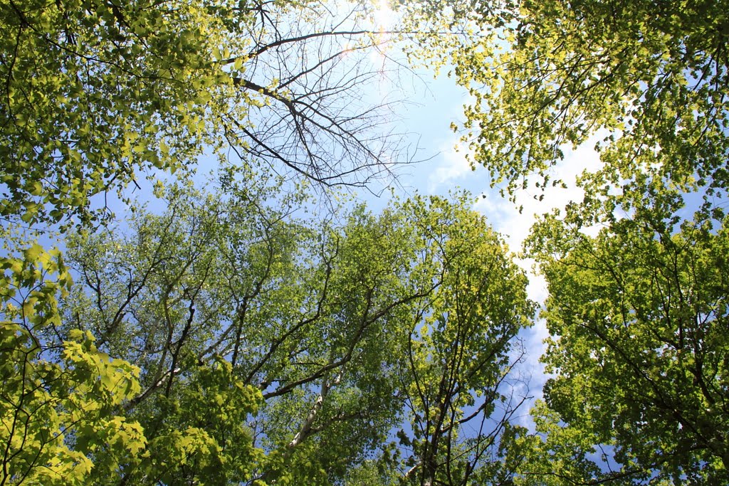 Trees near Charlevoix by frankenfoto