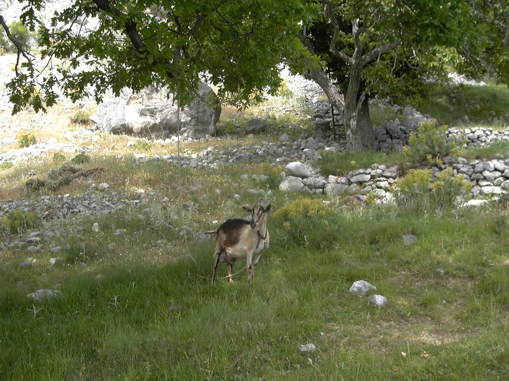 Goat under tree (May 2005) by Mat85