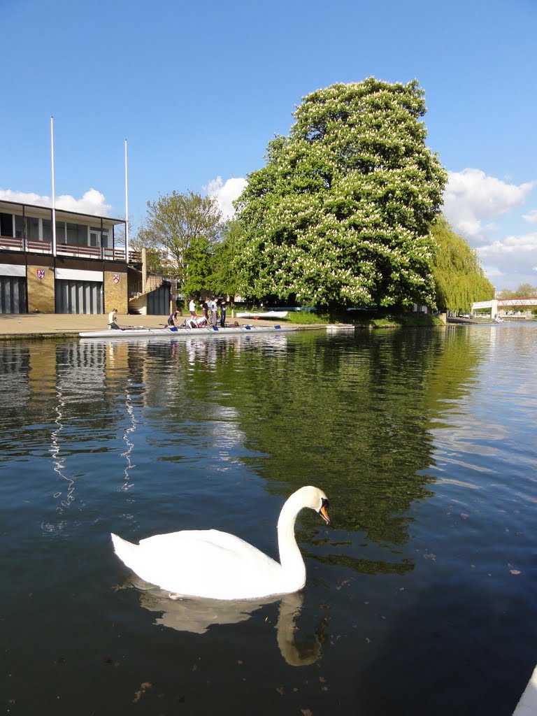 Cambridge Boat Club, Swan and Chestnut Tree by Richard Bagnall