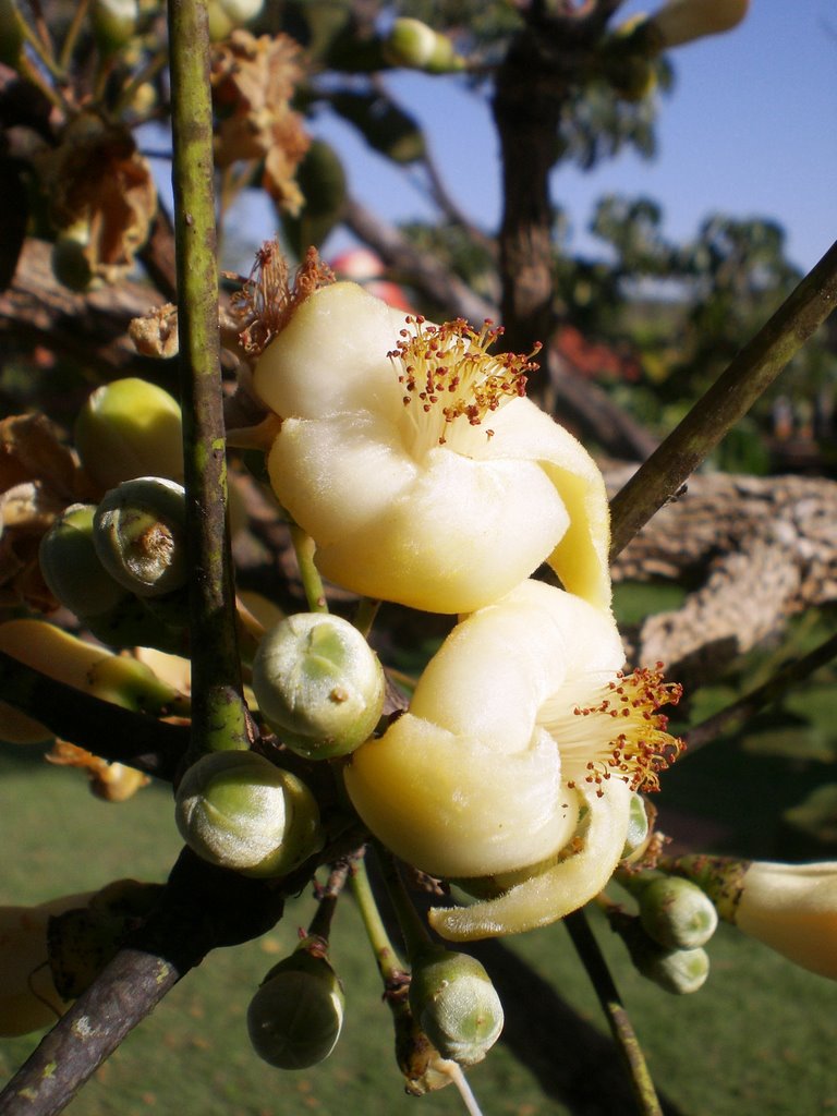 Uma flor de uma árvore do cerrado - Chapada dos Guimarães - Mato Grosso - MT - Brazil by Paulo Yuji Takarada