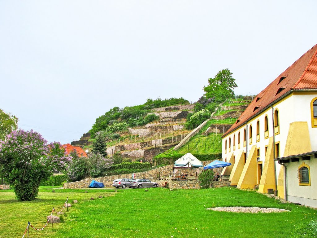 Seußlitz - Schloßweinberg by Rudolf Henkel