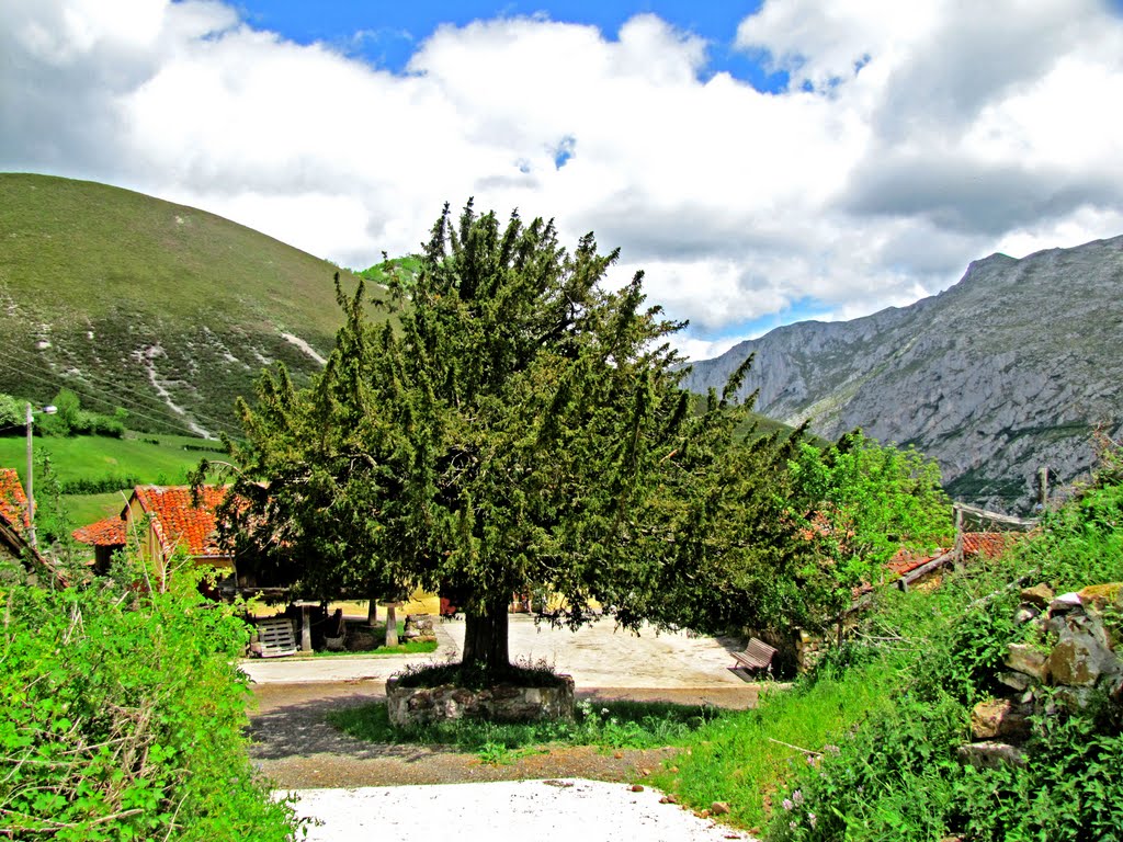 Viejo Tejo de Focella, Teverga. Principado de Asturias. by Valentín Enrique