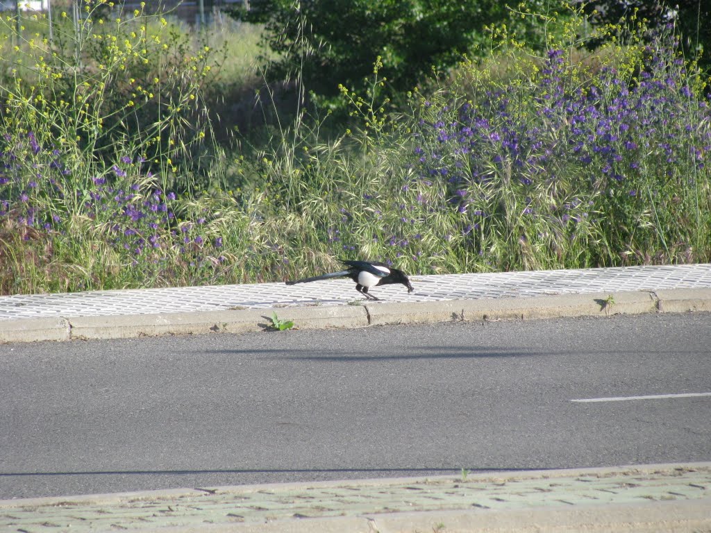 Este ya cazó by manrecio