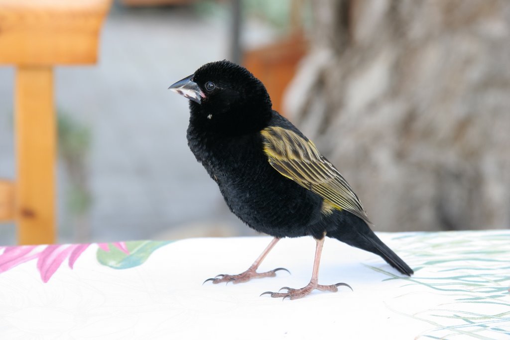 Little black bird joining us for lunch at the nature reserve's restaurant by tomlessing