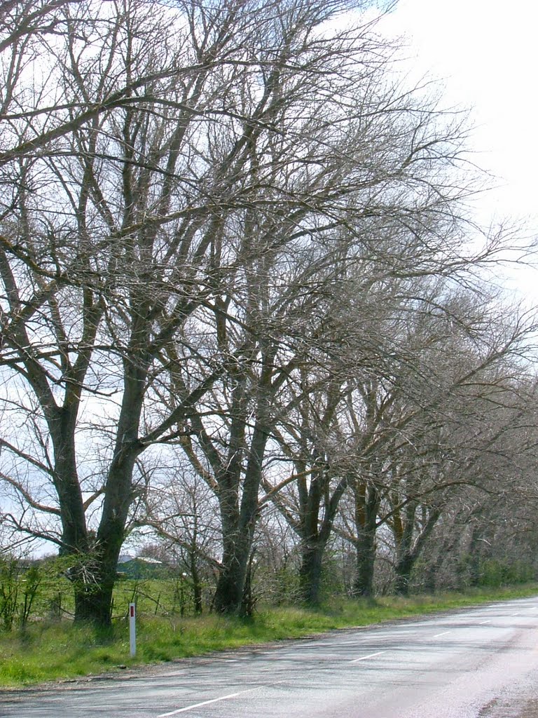 Trees at Collector NSW by isobelgriffin55