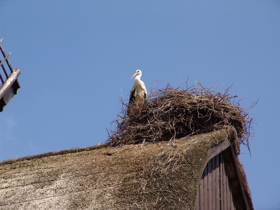 Weißstorch by barbatulissimus