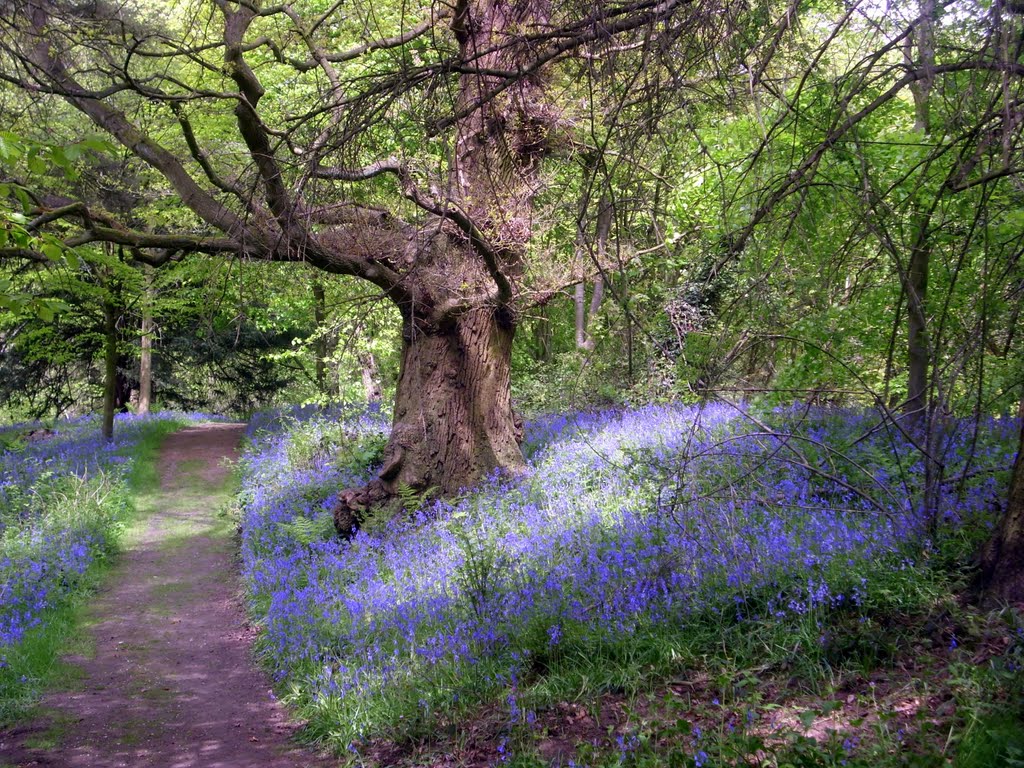 Capesthorne bluebells by muba