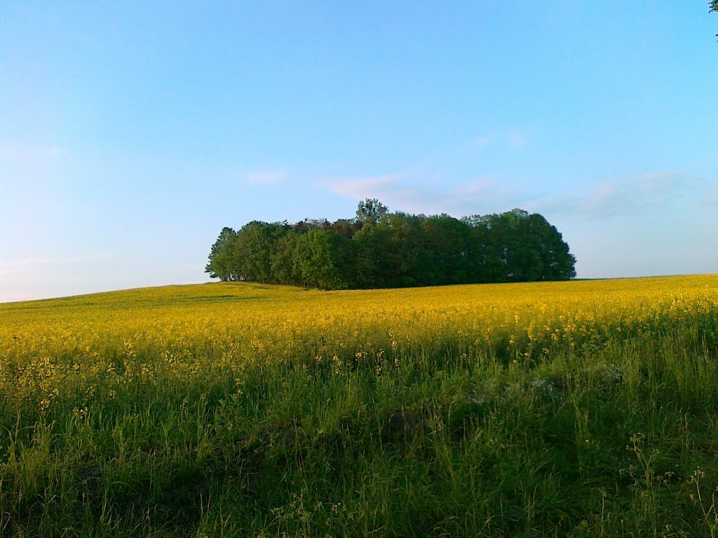 Pola Rzepaku nie daleko Ptakowic by Paweł Kaleta