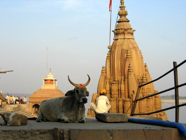 Vaca sagrada en Benares by G76 by Gabijm76