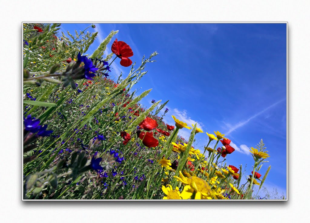 Fiori di campo, Roma 27 maggio 2010 by © Fabio Rosati ©