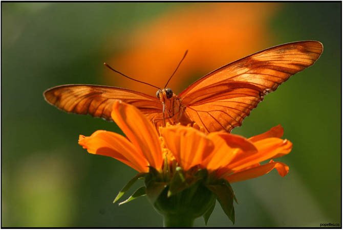 Wachirabenchatat Park - Butterfly garden by www.popelka.ca