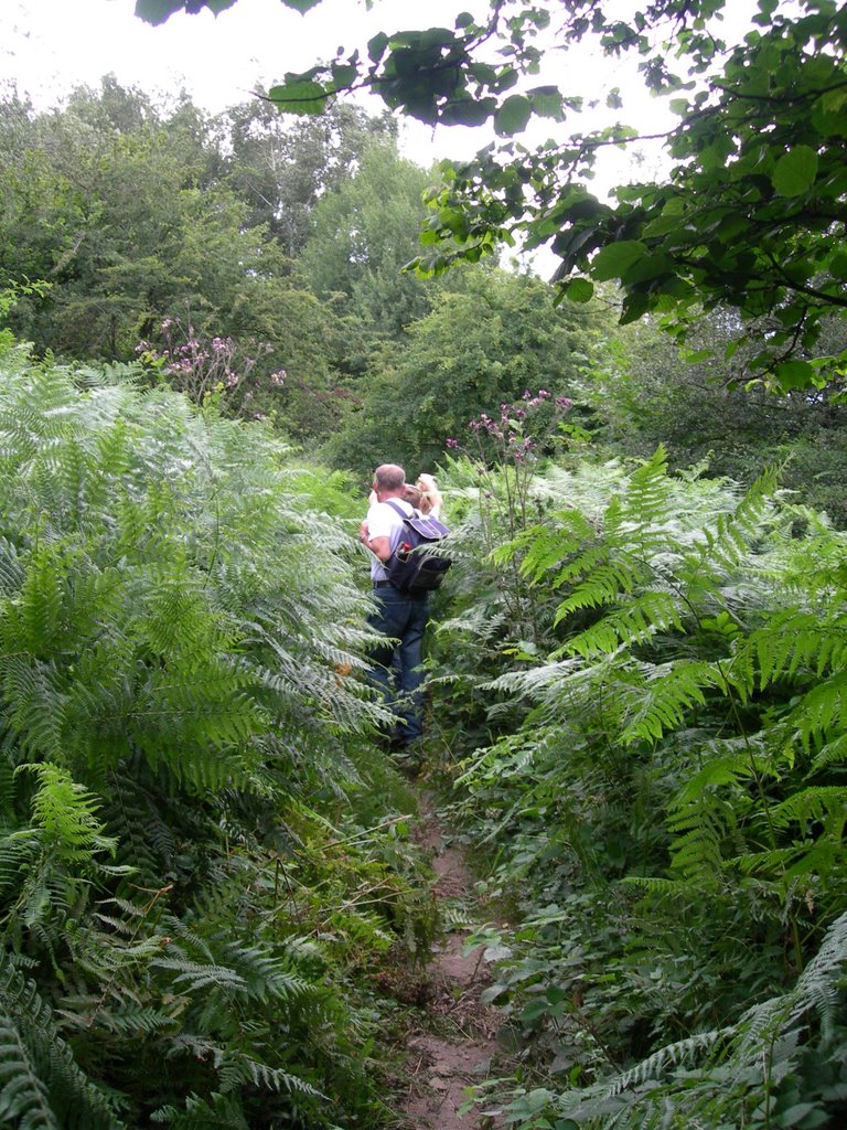 Wood of ferns by Dina Steendam