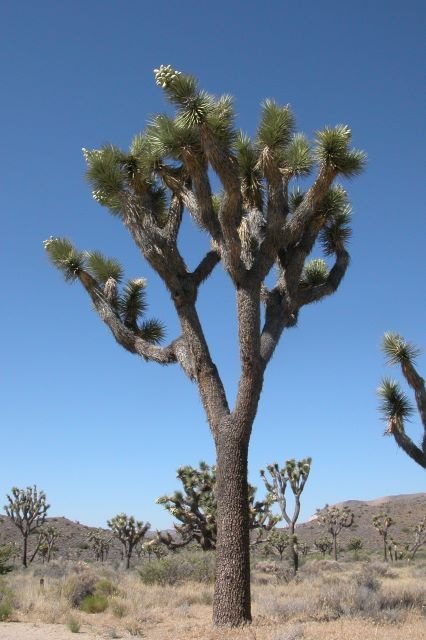 Yoshua Tree NP by Peter van de Haar