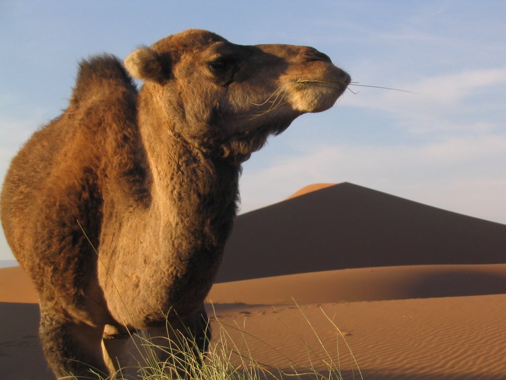 Chegaga camel by monsieur1jourdain