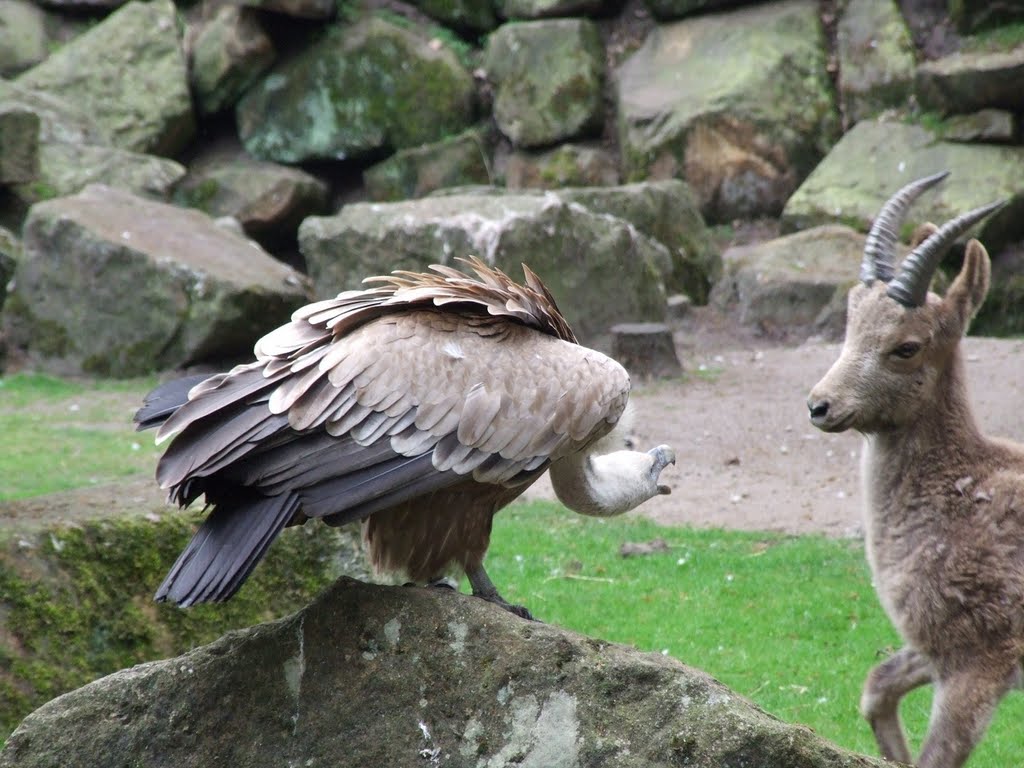 Nordhorn - Tierpark - Vale gier - Griffon Vulture - Gänsegeier - Gyps fulvus by ©JPix