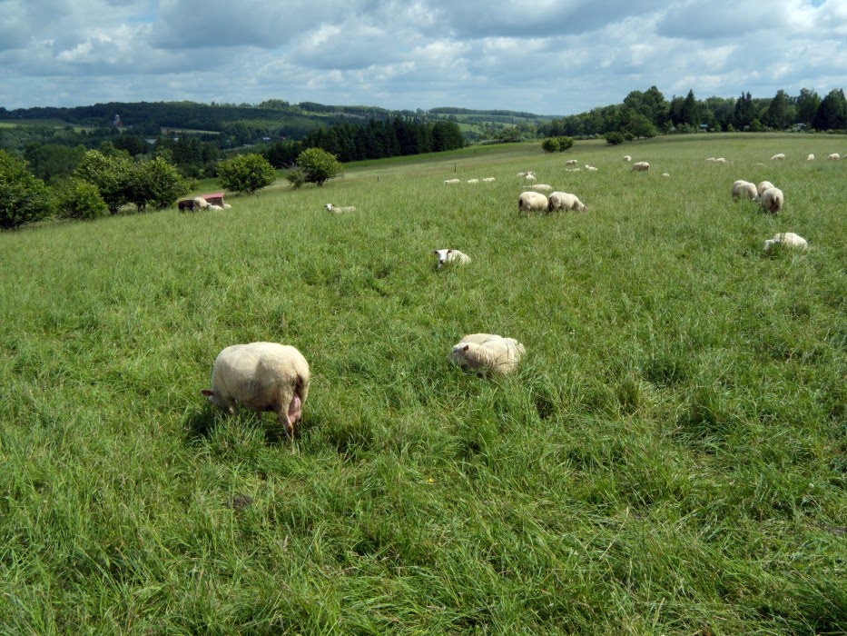 2009-06-21 Organic Sheep Farm by Andrew Stehlik