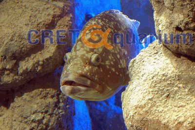 Www.cretaquarium.gr by Retalis Theodoros