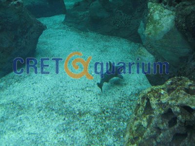 Http://www.cretaquarium.gr by Retalis Theodoros