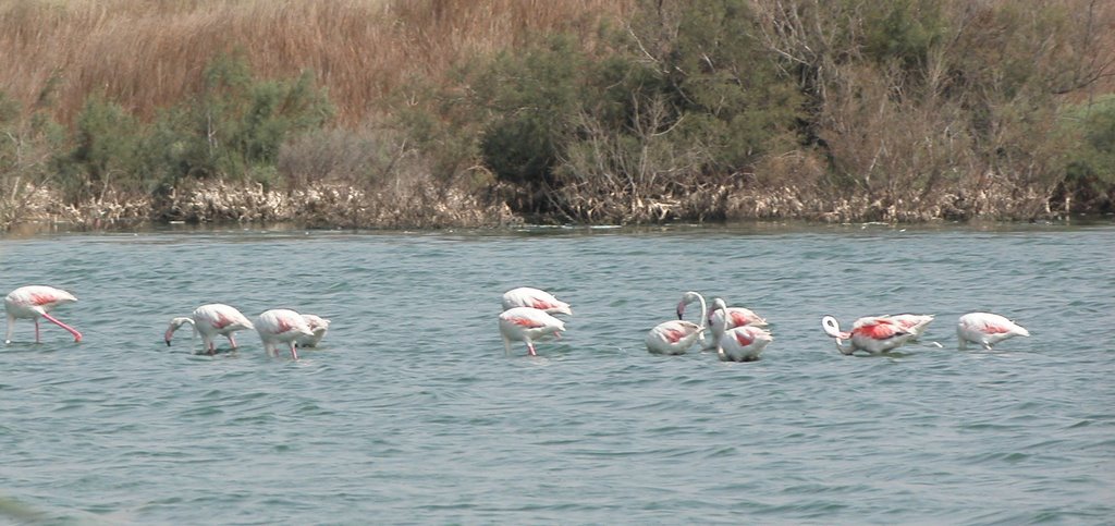 FLAMINGO by Carlos Berardo