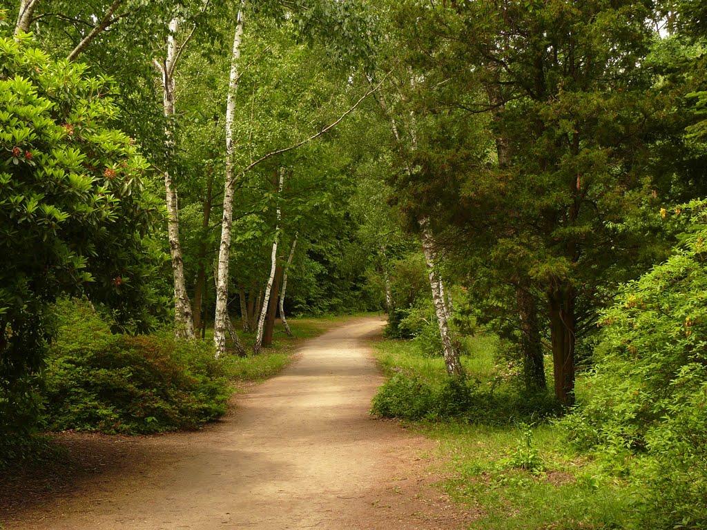 Jeli arboretum, Drumuri în natura, Hungary by Bozor Magdi