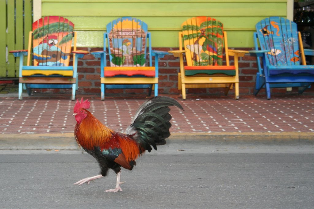 Rooster in Key West (4/2010) by Dean Zanello