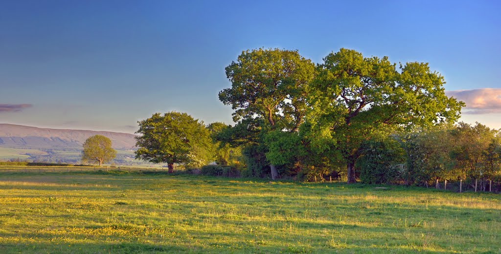 Oaks On The South Common by Neil8kenhead