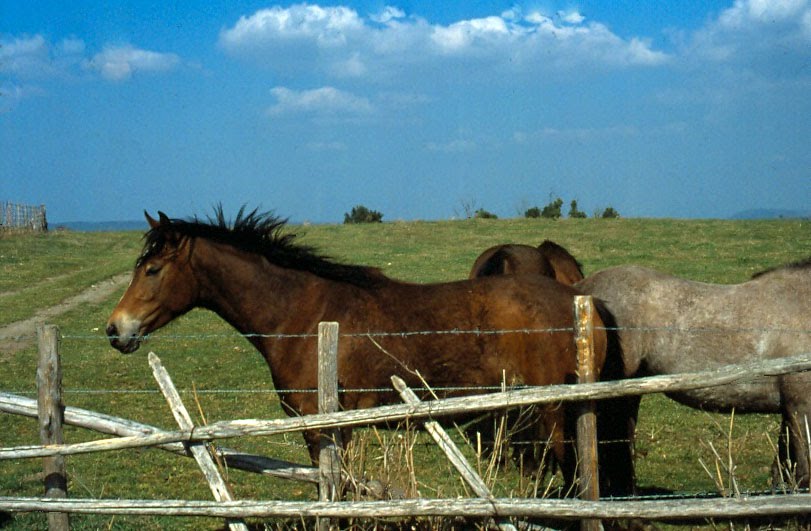 Cavalli maremmani a Vulci by Bepix (Giuseppe de Giacometti)