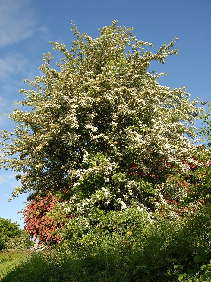 White Hawthorn by David Humphreys